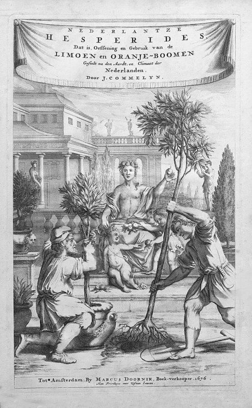 Growing, cultivating and overwintering citrus fruits, copperplate engraving title page from Nederlantze Hesperides by Jan Commelin, Dutch botanist, Amsterdam 1676