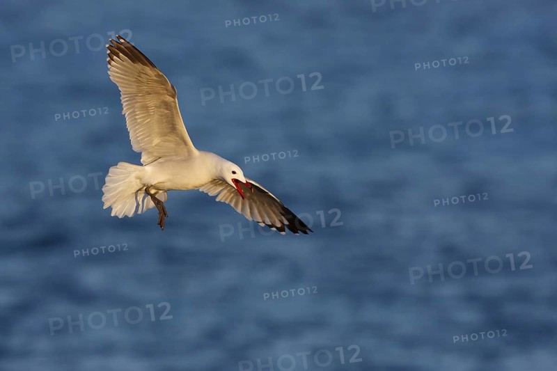 Audouin's Gull (Ichthyaetus audouinii) flying, Mallorca, Spain