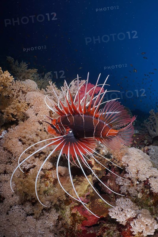 Ray lionfish (Pterois radiata)