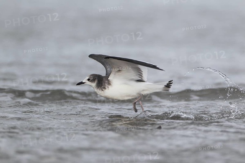 Schwalbenmöwe; lat. Xema sabini; im Flug von der Seite dicht über dem Wasser laufend;