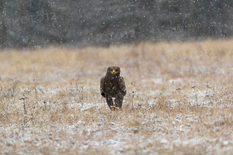 One steppe eagle, Aquila nipalensis, sitting on a snowy meadow during snowfall. Trees and grass in the background
