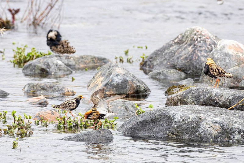 Ruff (Calidris pugnax), small group of males on stones in a river, Varanger, Finnmark, Norway