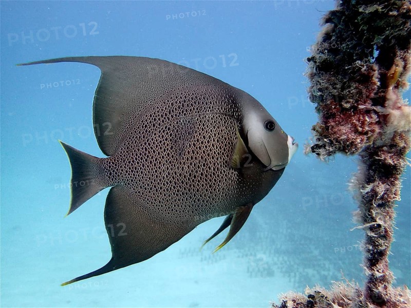 Gray angelfish (Pomacanthus arcuatus)