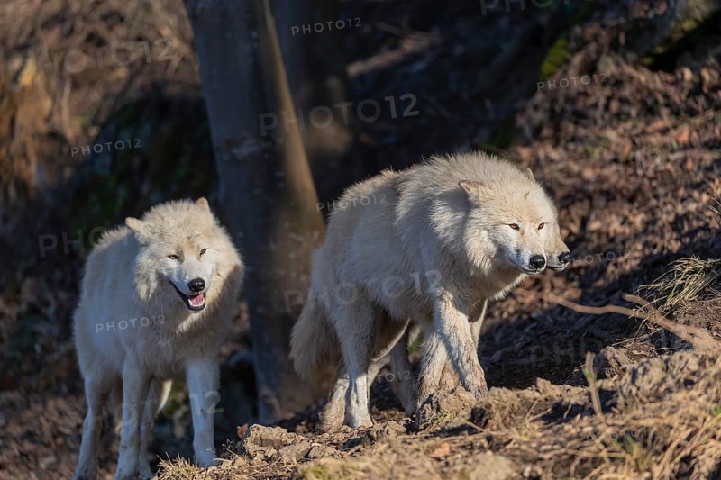 Three adult Arctic wolves (Canis lupus arctos) walking through a forest on hilly ground. Early morning light