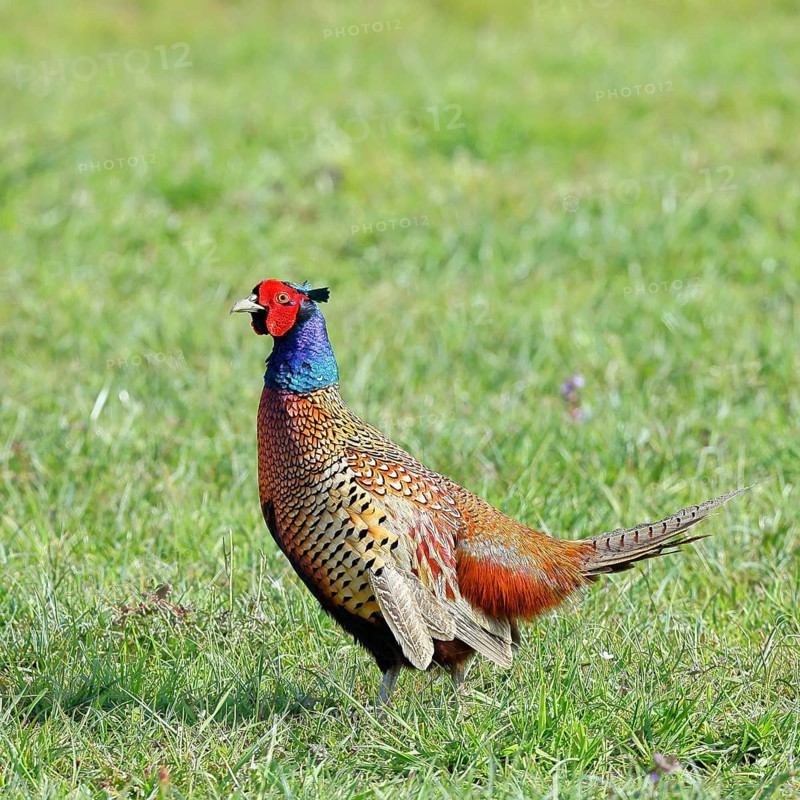 Pheasant, hunting pheasant (Phasianus colchicus), adult male bird in a meadow, wildlife, Lembruch, Ochsen Moor, Dümmer nature park Park, Lower Saxony, Germany