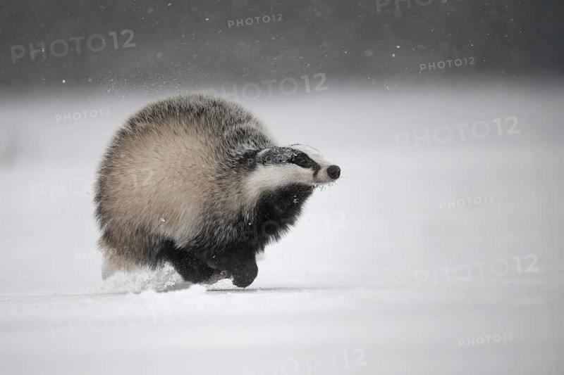 Badger in the snow, Wittlich, Rhineland-Palatinate, Germany