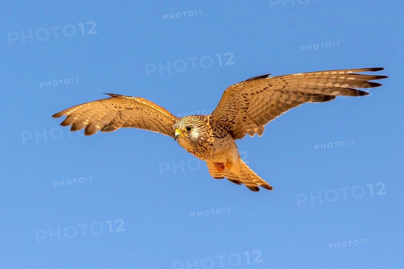 Lesser Kestrel (Falco naumanni) female flying, Castile-La Mancha, Spain