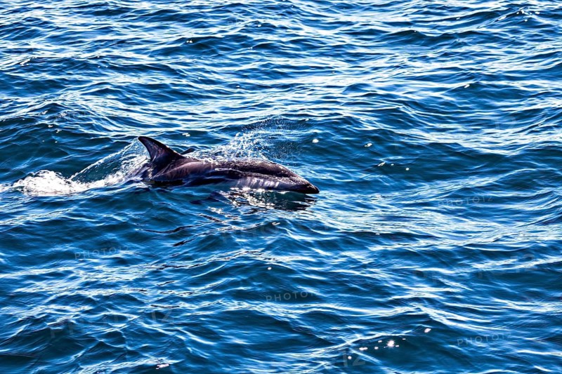 Dolphin swimming at the surface in the deep blue sea, The Clymene dolphin (Stenella clymene) near Puerto Madryn in Argentina