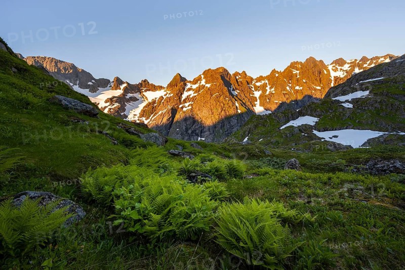 Rocky mountain peaks, landscape with ferns at Trollfjord Hytta, mountain landscape with alpenglow at sunrise, at Trollfjord, Lofoten and Vesterålen, Nordland, Norway