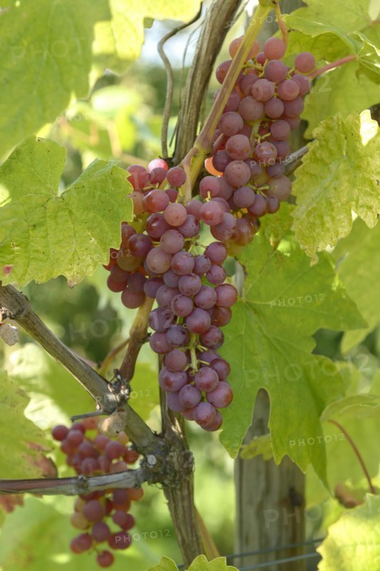 Grapevine (Vitis 'Vanessa'), State Research Centre for Agriculture and Fisheries, Guelzow, Mecklenburg-Western Pomerania, Germany