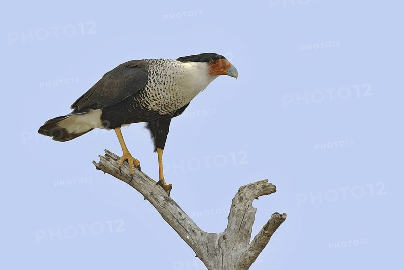 Northern Crested Caracara (Caracara cheriway), Texas, USA