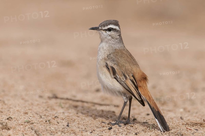 Kalahari Scrub Robin (Cercotrichas paena), Northern Cape South Africa