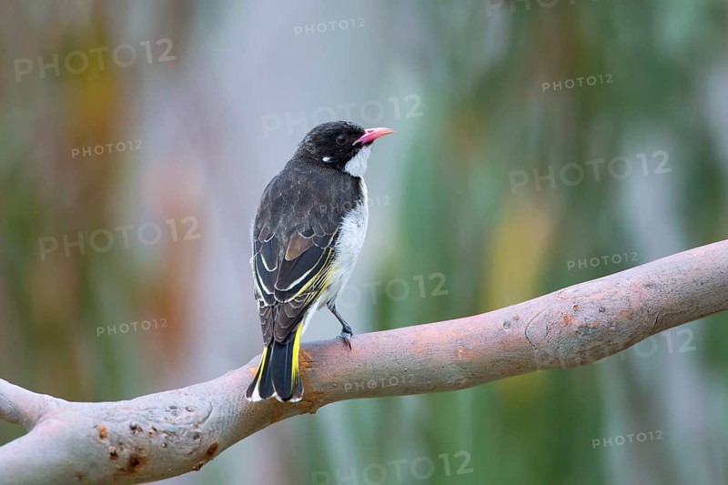 Painted Honeyeater (Grantiella picta), Victoria, Australia