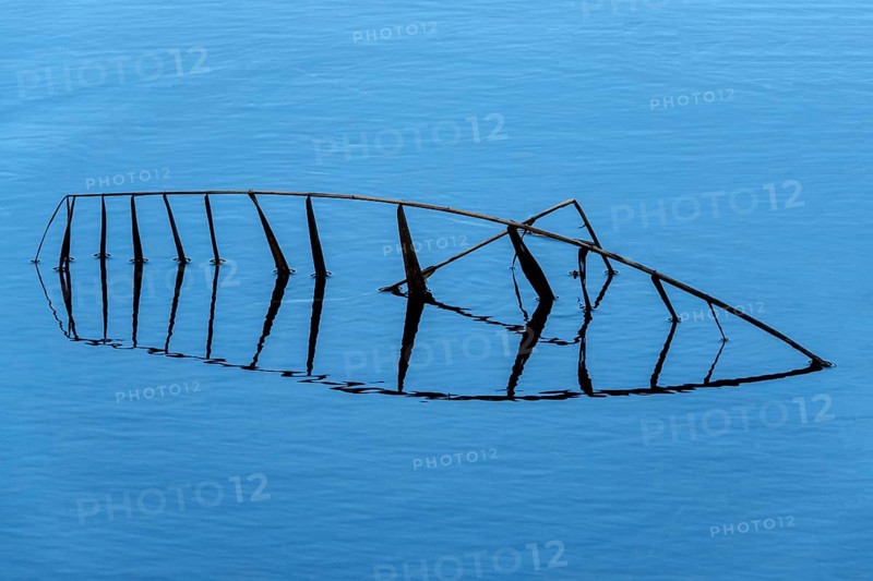 Broken reed with reflection in blue water, Oberallgäu, Allgäu, Bavaria, Germany