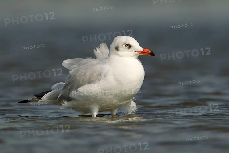 Brown-headed Gull (Chroicocephalus brunnicephalus), Phetchaburi, Thailand