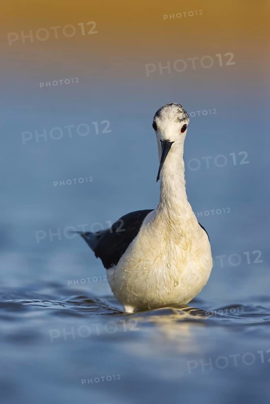 Black-winged Stilt (Himantopus himantopus) male foraging, North Rhine-Westphalia, Germany
