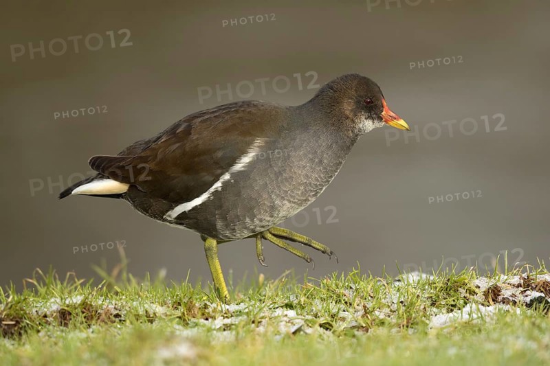 Waterhoen lopend langs waterrand, Moorhen walking arround