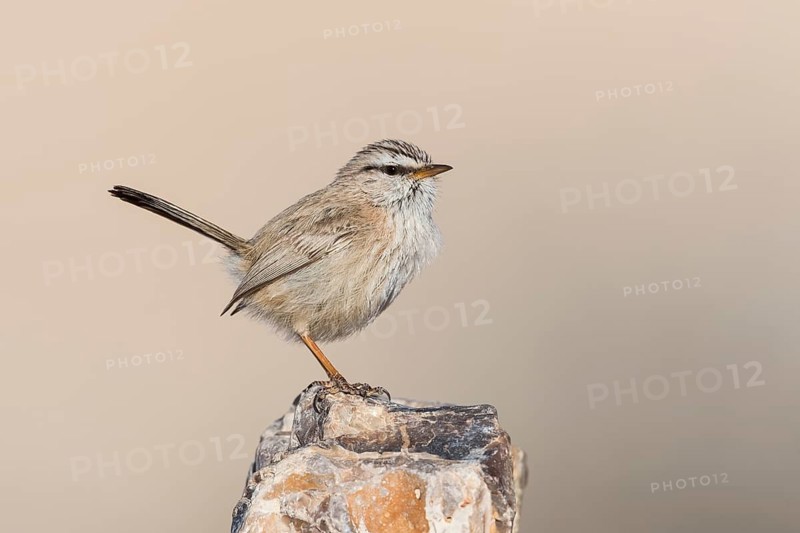 Streaked Scrub Warbler (Scotocerca inquieta), Eilat, Israel