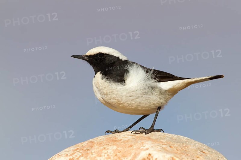 Mourning Wheatear (Oenanthe lugens) male, Morocco