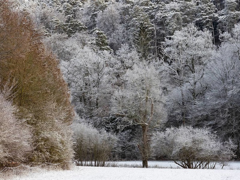 Mixed Forestry, trees covered in hoar frost and snow on a winter's day, North Hesse, Germany