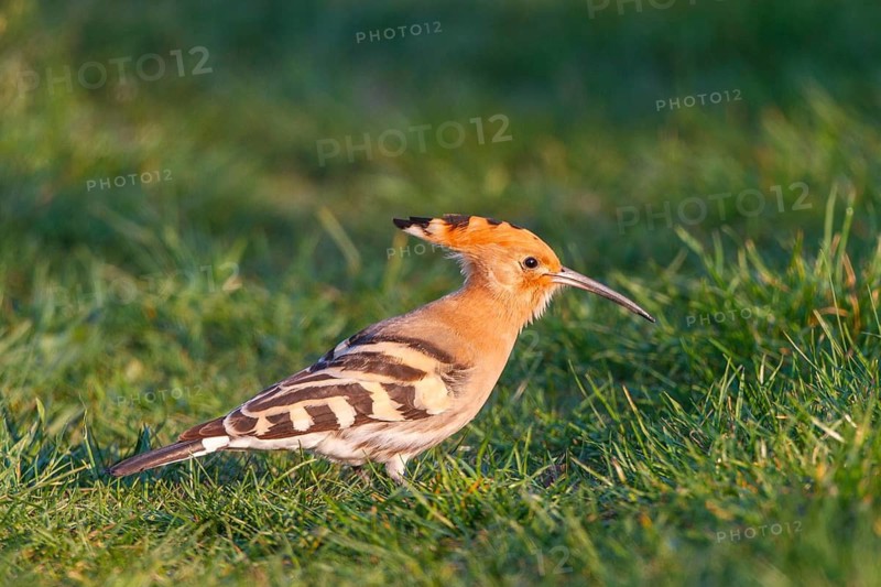 Eurasian Hoopoe (Upupa epops), Hungary