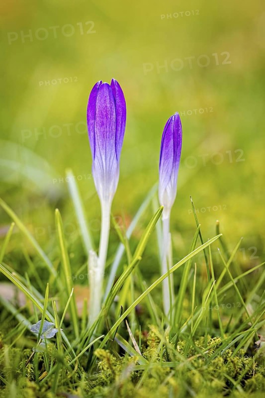Two purple crocuses next to each other in green grass with blurred background, crocus