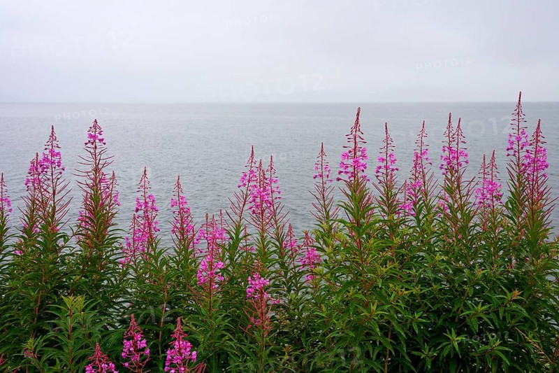 Purple blooming plants in front of a misty sea, Tarbert, Loch Fyne, Scotland, United Kingdom, United Kingdom