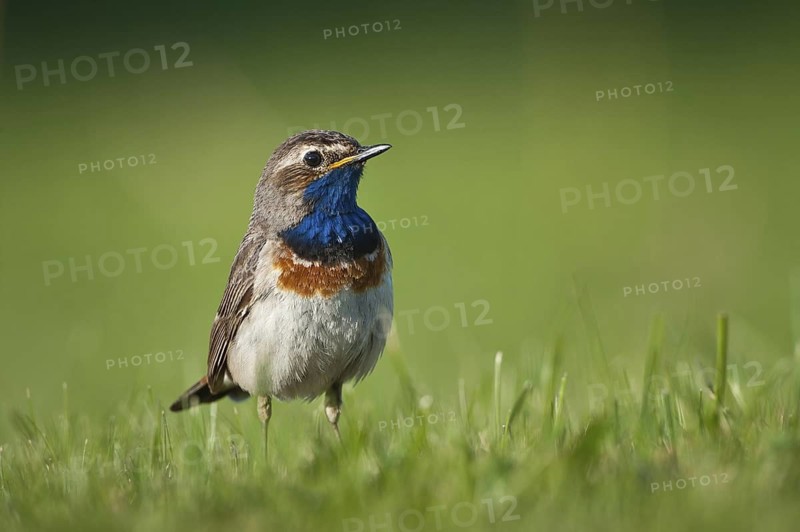 Bluethroat (Luscinia svecica cyanecula), Schleswig-Holstein, Germany