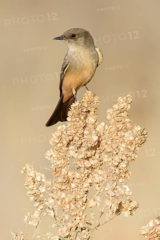 Say's Phoebe (Sayornis saya), New Mexico, USA