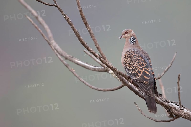 Oriental Turtle Dove (Streptopelia orientalis meena) perched on a branch, Punakha, Bhutan