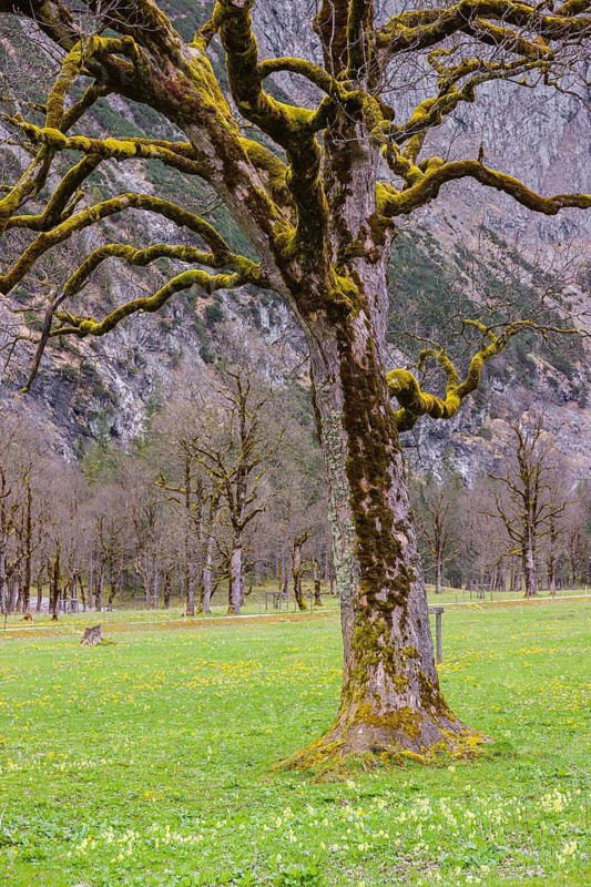 Sycamore maple trees, Acer pseudoplatanus, in springtime. Nature conservancy area Grosser Ahornboden, Karwendel mountains, Austria