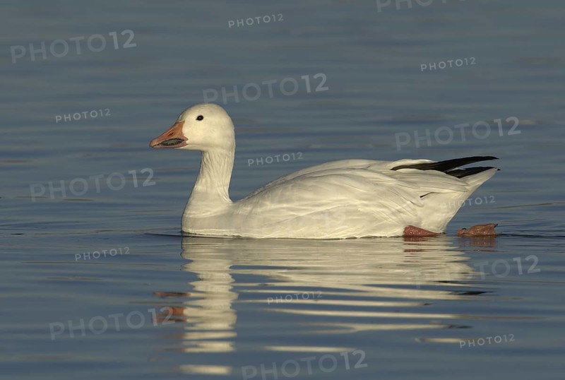 Snow Goose (Anser caerulescens), New Mexico, USA
