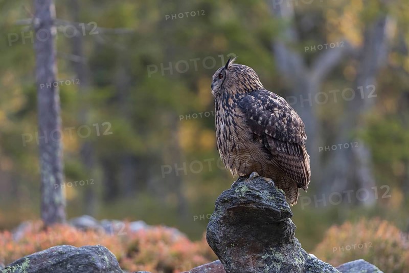 One Eurasian Eagle Owl, Bubo bubo, sitting on grey rocks, a green forest in the background. Early morning light