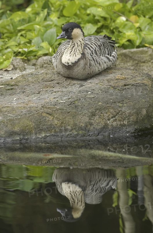 Nene (Branta sandvicensis), Hawaii, USA