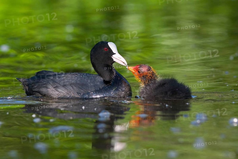 Eurasian Coot (Fulica atra) chick, North Rhine-Westphalia, Germany