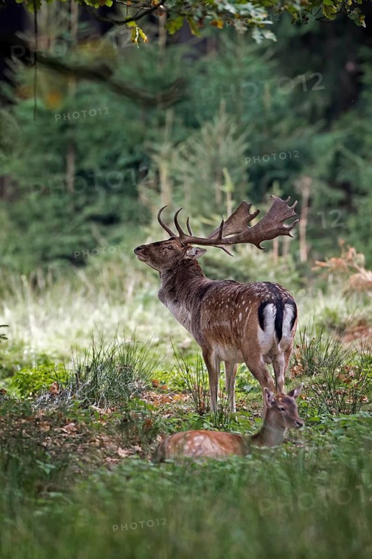 Fallow Deer (Dama dama) buck in forest, Saxony, Germany
