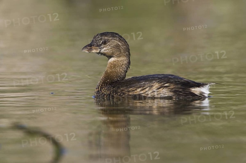 Pied-billed Grebe (Podilymbus podiceps), Texas, USA