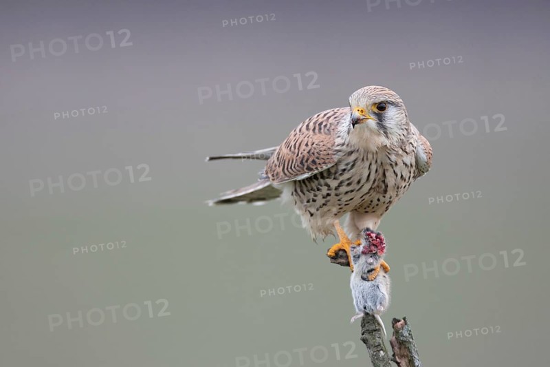 Common Kestrel (Falco tinnunculus) female perched on a branch with a captured mouse in its claws, North Rhine-Westphalia, Germany