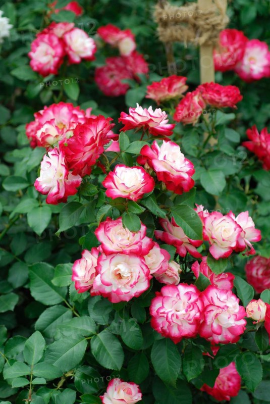Rosa 'Jubilee de Prince de Monaco'