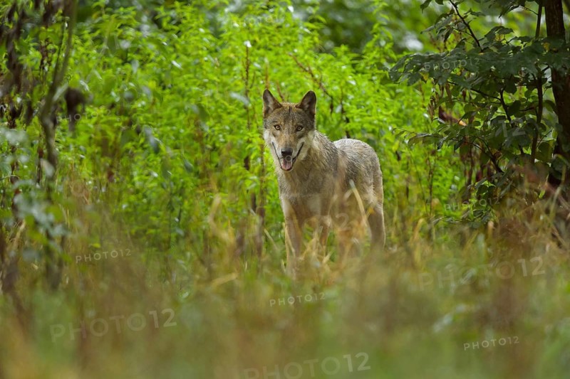 Wolf (Canis lupus), in forest, summer, Germany