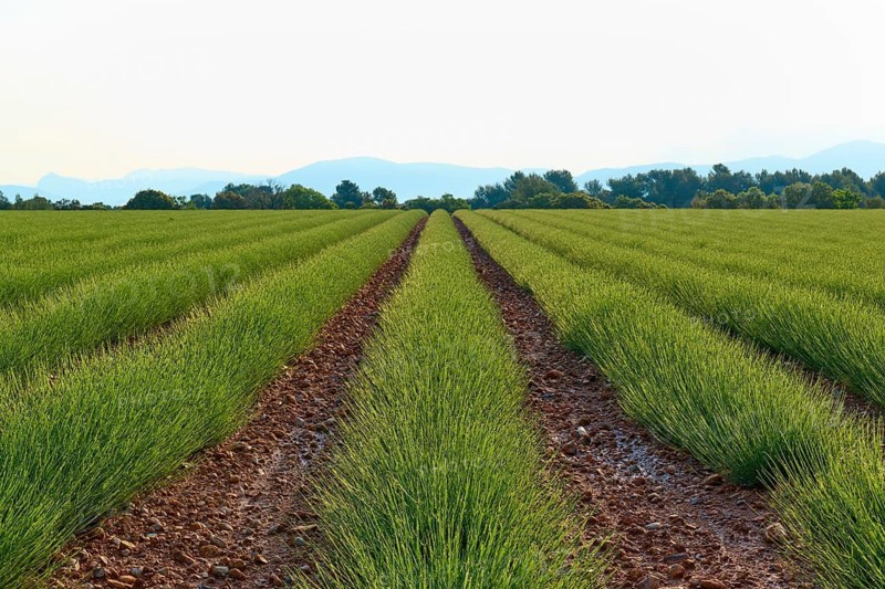 Lavender field (Lavandula), planted in rows, with trees and mountains in the background under a clear sky, summer, Valensole, Alpes-de-Haute-Provence, Provence-Alpes-Cote d'Azur, France