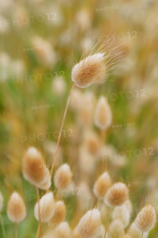 Close-up of hare's tail grass on the Brittany coast, Brittany, France