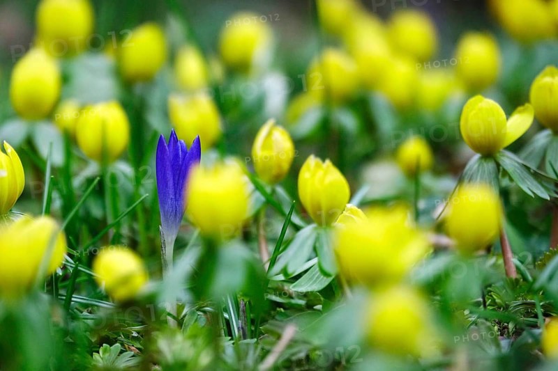 Crocus blossom and winter aconites, Winter, Germany