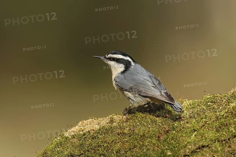 Red-breasted Nuthatch (Sitta canadensis), Ohio, USA