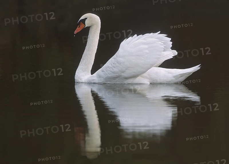 Mute Swan (Cygnus olor), New Jersey, USA
