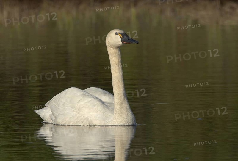 Tundra Swan (Cygnus columbianus), Alaska, USA