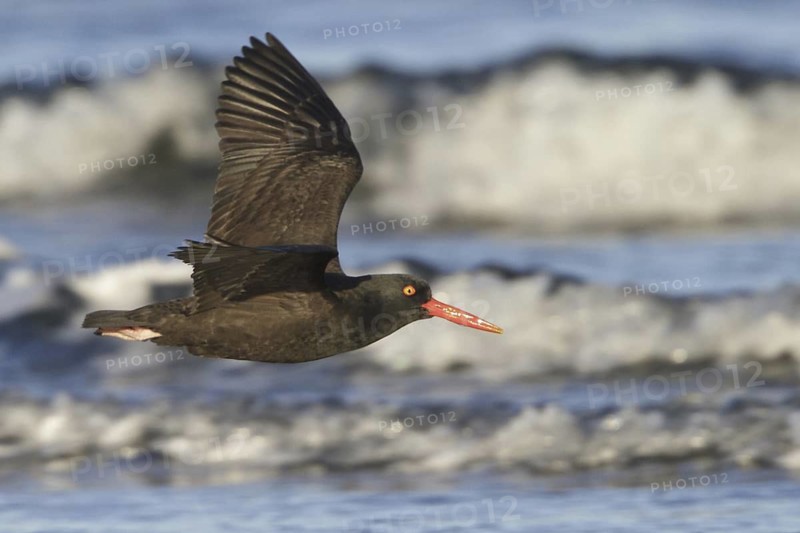 Black Oystercatcher (Haematopus bachmani) flying, British Columbia, Canada