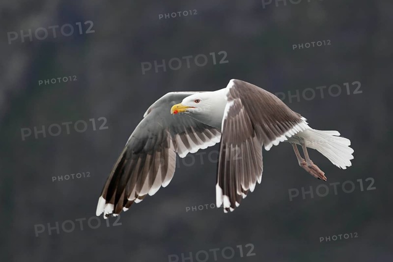 Mantelmöwe; lat. Larus marinus; im Flug von der Seite vor einem bewaldeten Felshang