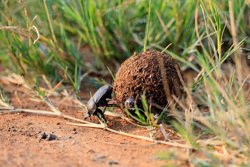 Dung beetle, sacred pill bug (Scarabaeus sacer), adult, rolling dung ball, elephant dung, for egg laying, Pilanesberg National Park, North West Province, South Africa