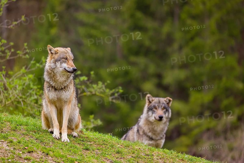 Two eurasian gray wolves (Canis lupus lupus) stand on a hill, observing the area